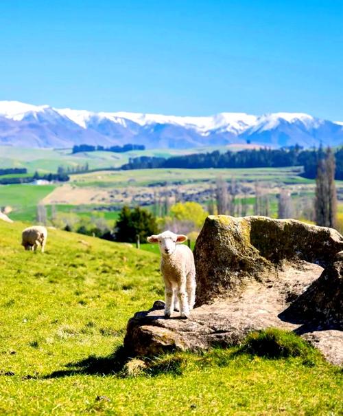 nationality新西兰