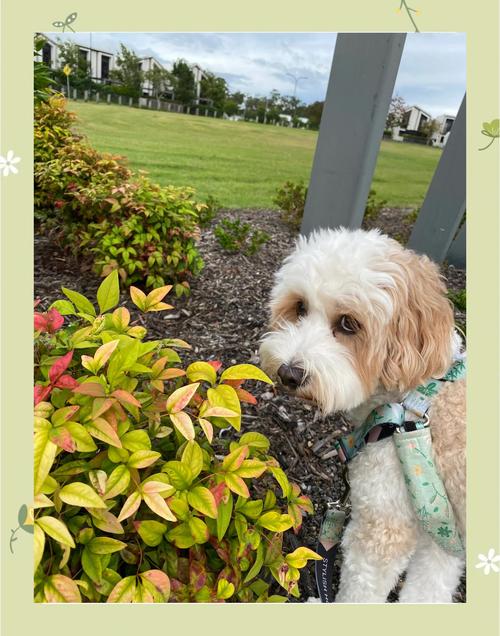 澳洲的social worker