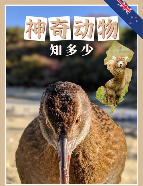 新西兰unitec动物本科