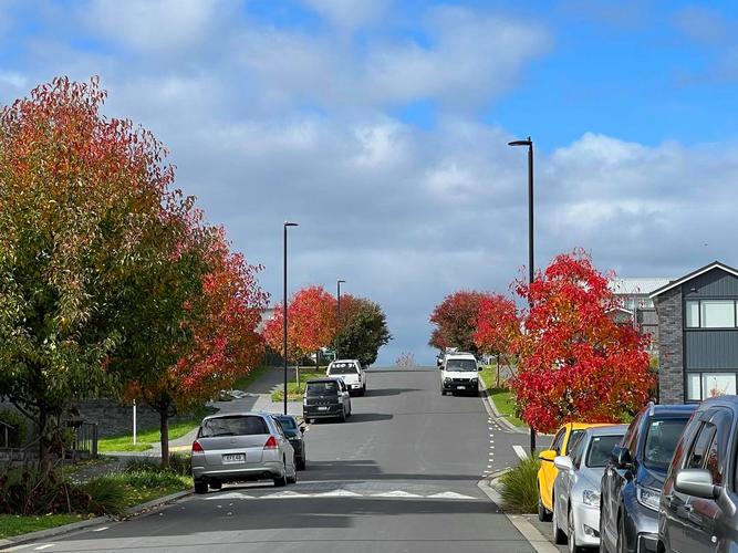 新西兰的奥克兰华人多吗