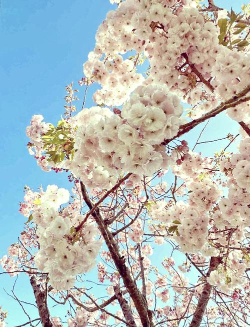 现在新西兰看樱花的去处