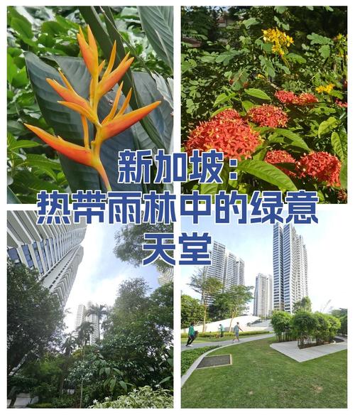 新加坡热带雨林形成原因