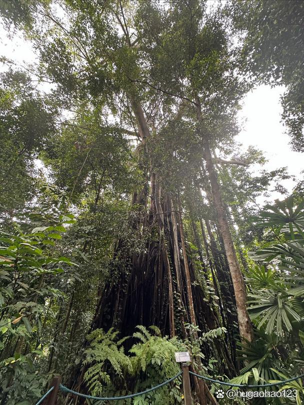 新加坡热带雨林形成原因