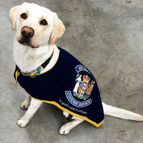 新西兰留学 宠物怎么办