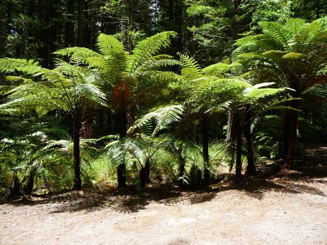 新西兰银蕨签证怎么付钱