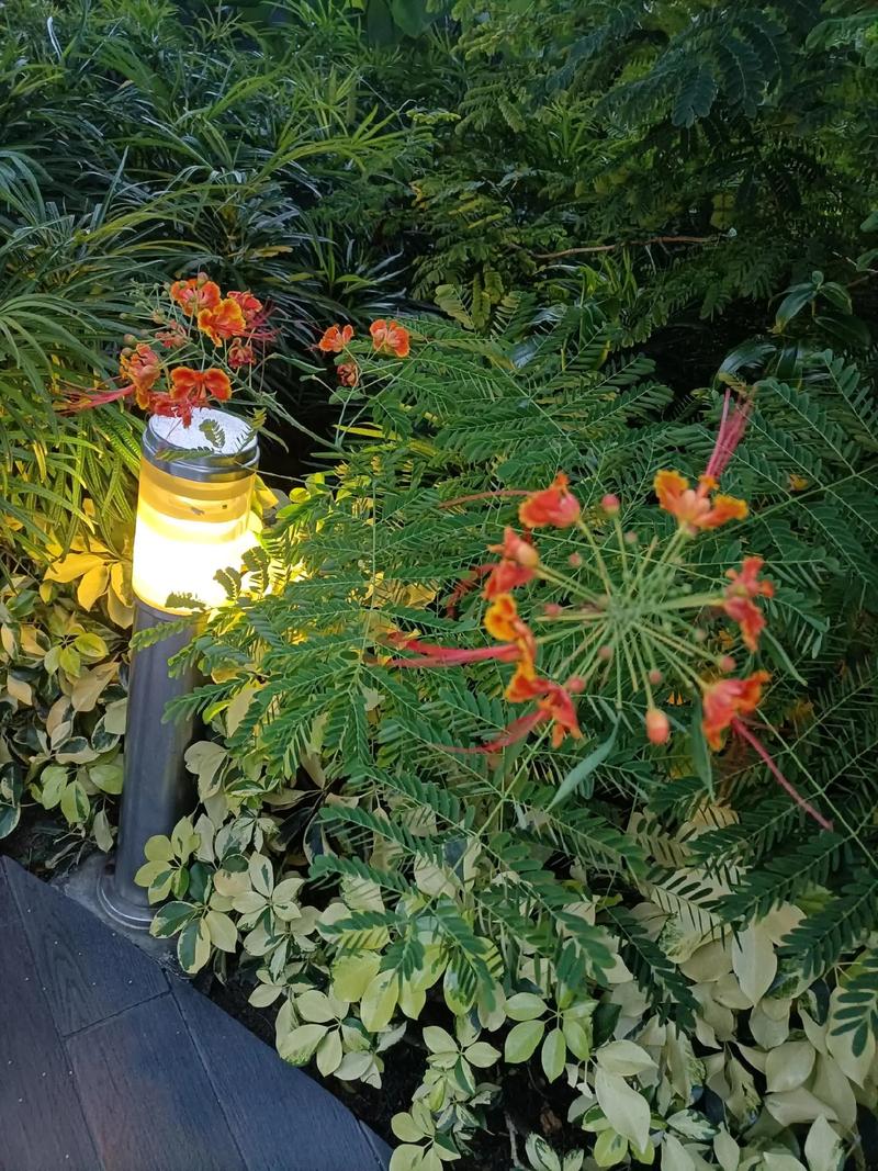 新西兰学校里面有什么花