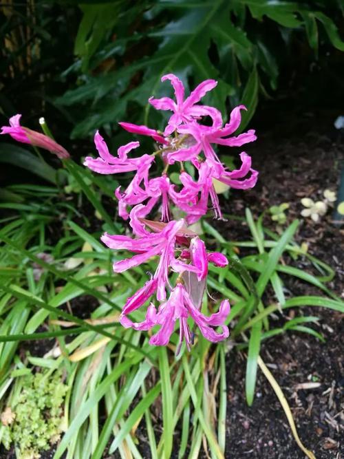 新西兰学校里面有什么花