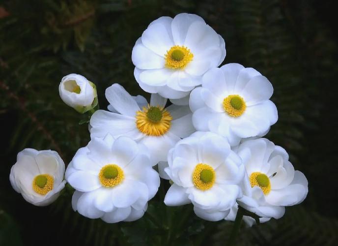 新西兰学校里面有什么花