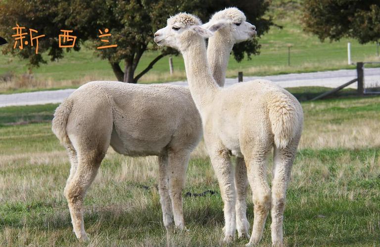 新西兰 公司 文化差异